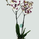 Фаленопсис (орхідея)