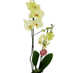 Фаленопсис (орхідея)