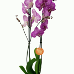 Фаленопсис (орхідея)