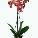 Фаленопсис (орхідея)