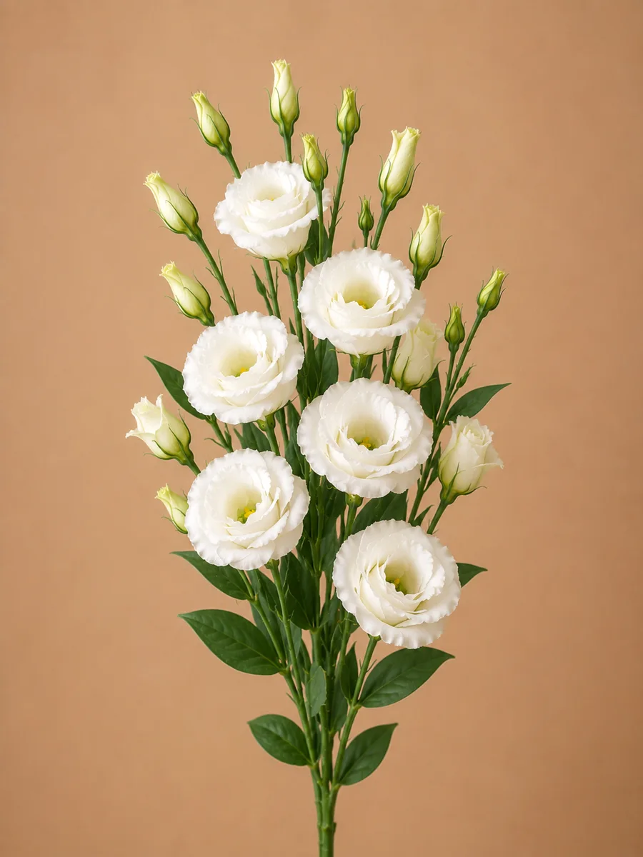 eustoma-1 Еустома - Зображення 1